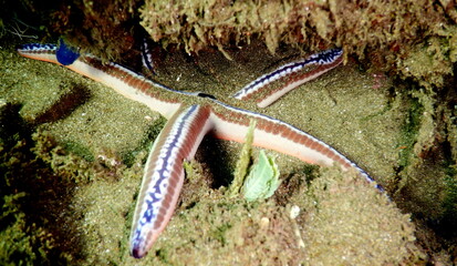 Costa Rica Pacific sea life