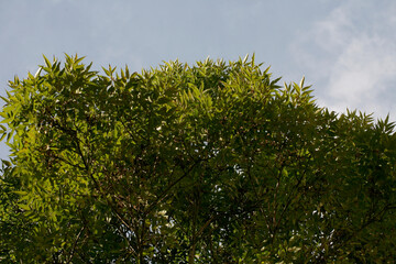 tree and blue sky
