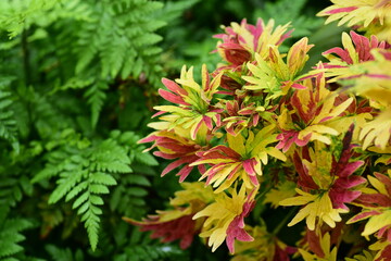 Colorful Coleus or Painted nettle and green leaf Davallia fern decoration in a garden, Ornamental plant in spring season, Nature background