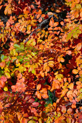 Beautiful background of autumn yellow-red leaves