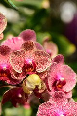 Beautiful pink Phalaenopsis orchids flower blossom in a garden, Spring season