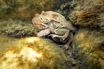 Erdkröten-Paar (Bufo bufo) beim Ablaichen im Gartenteich