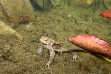 durch die Winterruhe abgemagerte Erdkröte im Gartenteich