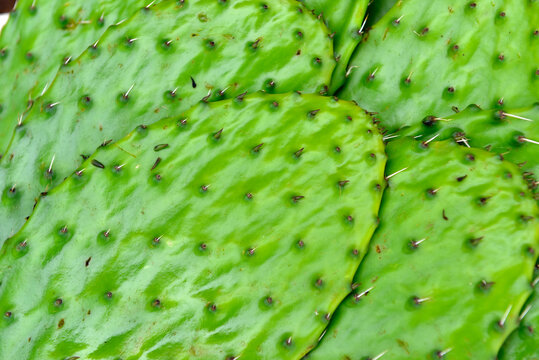 A clouseup of a fresh raw nopales