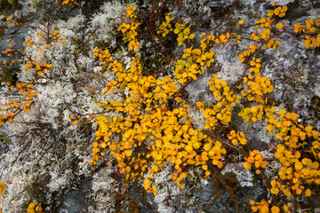 Dwarf birch and lichen in the tundra