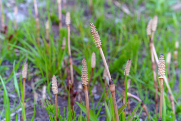 土筆（つくし）が出た