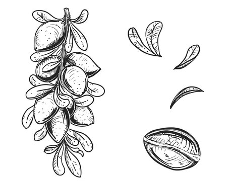 Hand drawn sketch black and white of argan, branch, shell, nut. Vector illustration. Elements in graphic style label, card, sticker, menu, package. Engraved style illustration.