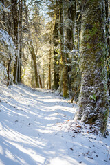 Fototapeta na wymiar Snow Clings to Mossy Tree Along Trail