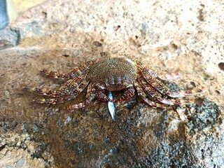 crab on the beach