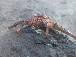 crab on the beach