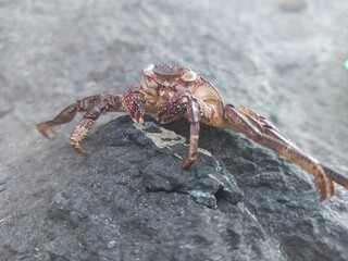 spider on a rock