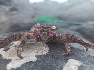 crab on the beach