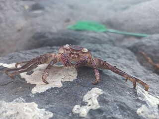 crab on rock