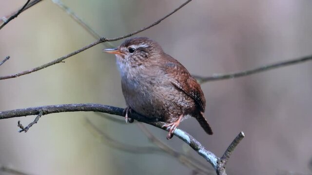 Zaunk&ouml;nig&nbsp;(Troglodytes troglodytes)