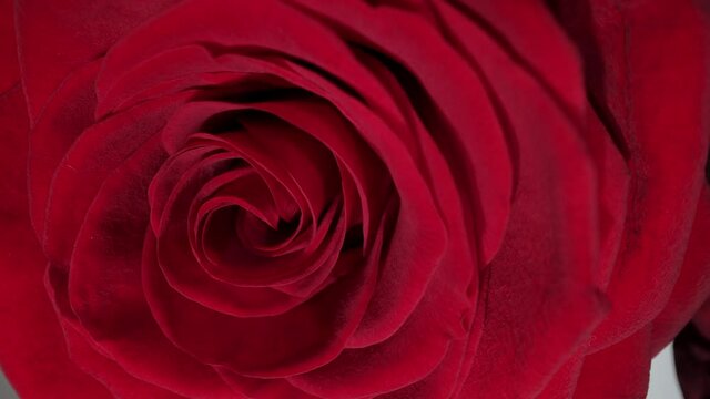 The blossom of a red rose - macro shot - studio photography