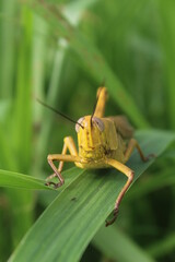 grasshopper on the grass