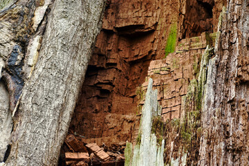 Old tree bark texture