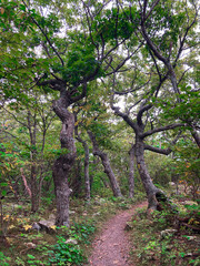 Fototapeta premium A Tangle of Trees