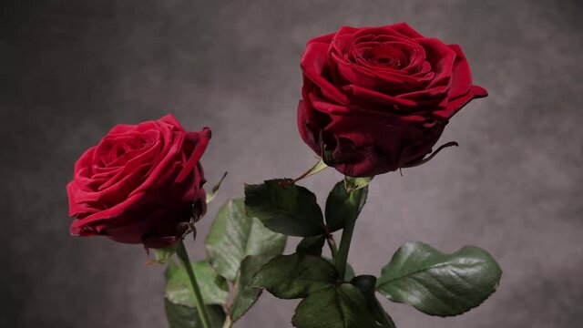 Beautiful red roses as a sign of love - studio photography