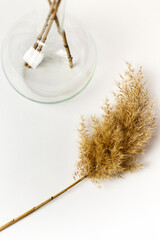 A branch of a common reed and a glass vase. White background. Natural backdrop. Perfect for presentations © lisannart