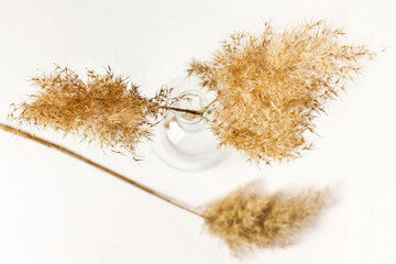 A branch of a common reed in a glass vase. White background. Top view. Conceptual idea. © lisannart