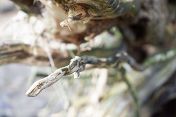 driftwood branch