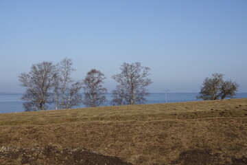 Tallinn, Estonia - 26.03.2021: Trees in front of sea during early spring, yellow grass