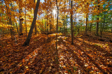 Autumn leaf colour with lens flare in the forest