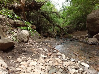 stream in the forest