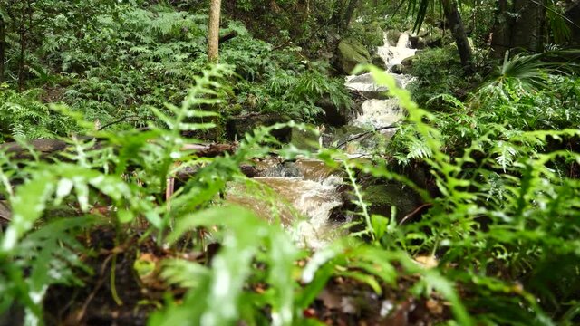 Wet rain forest ecosystem with lush jungle natural wilderness environment