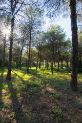 Rayos de sol entre las ramas de los árboles  de un bosque de pinos.