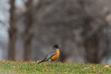 American robin bird on the ground