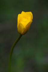 Hierba centella (Anemone palmata). Bonita flor amarilla  floreciendo en primavera sobre fondo verde.