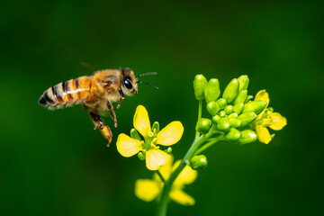 Image of bee or honeybee on flower collects nectar. Golden honeybee on flower pollen with space blur background for text. Insect. Animal.