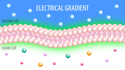 Electrical Gradient - Membrane Cell - Action Potential Neuron
