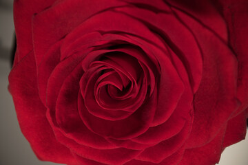 Beautiful background - Red Roses in close-up view - studio photography