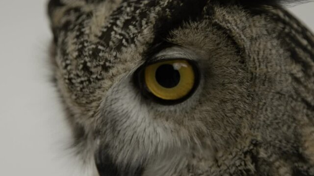Extreme close up eagle owl eye