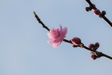 道端に咲く花
