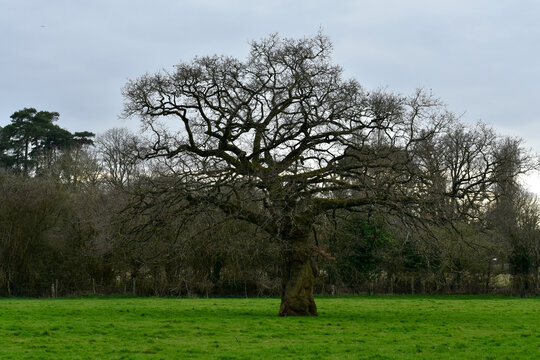 Bare oak tree in the field in spring, Solihull, England, UK