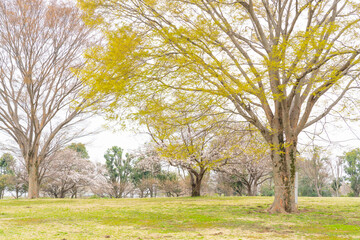 新緑の広場 桜、けやき