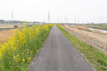 菜の花 田舎道