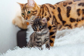 Bengal cat with her little kitten on the white fury blanket