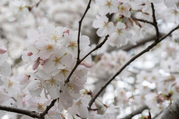Background of white japan's cherries trees flowers