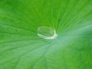 ハスの葉の上の水滴、グリーンイメージ