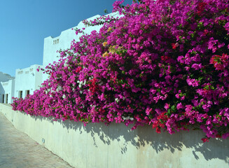 Decorative flowers in the park Sharm el-Sheikh. Egypt