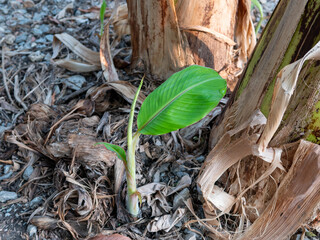 Young banana plant with little green leaf in nature background.