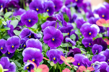 Colorful Pansies in a planted container 