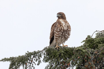 Red tailed hawk