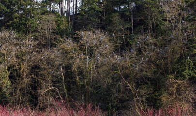 great blue heron nest