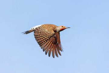 northern flicker woodpecker